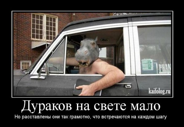 Дурак картинки