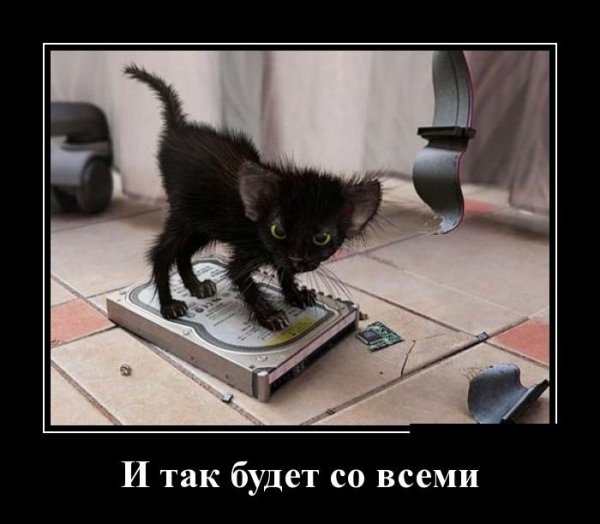 Демотиваторы злые котики