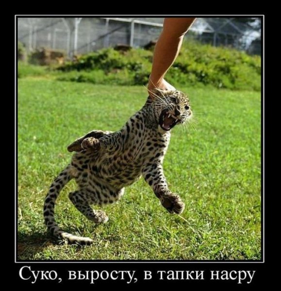 Демотиваторы смешные про животных