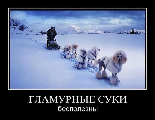 Демотиватор гламурные суки бесполезны