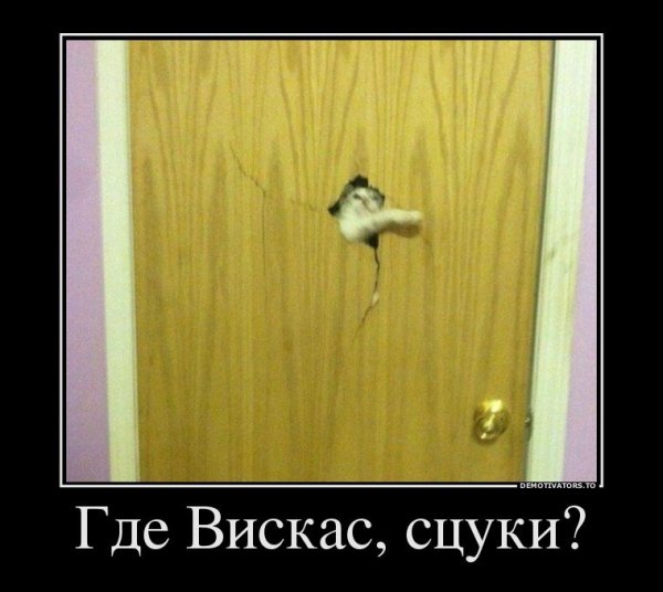 Демотиватор ты где