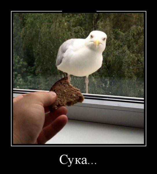 Демотиваторы сука жизнь
