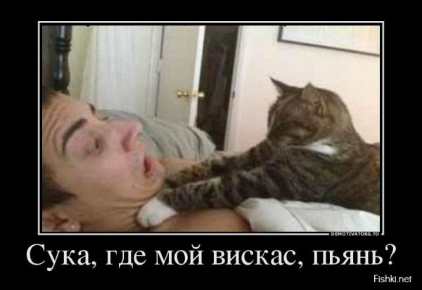 Вискас гороховый прикол