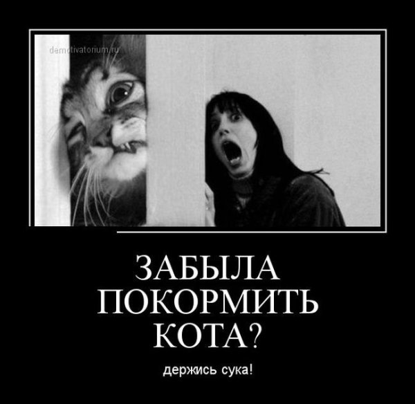 Покорми кота демотиватор
