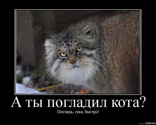 Манул погладь кота