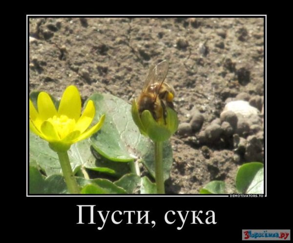 Демотиватор старый сука
