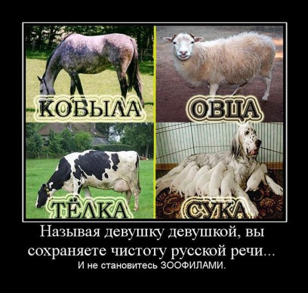 Овца демотиватор