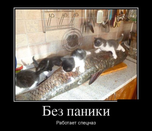 Шутки с котами до слёз