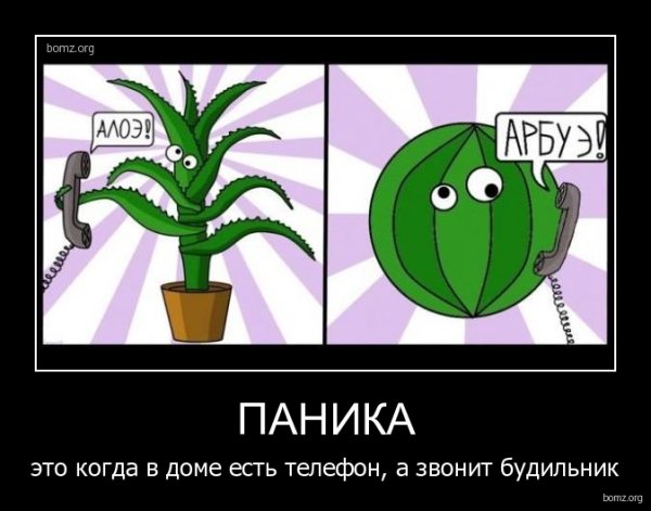 Алоэ арбуэ каланхоэ