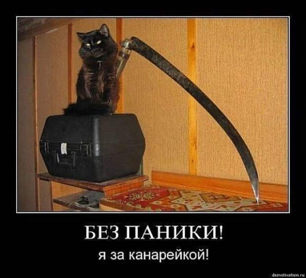 Черные коты демотиватор