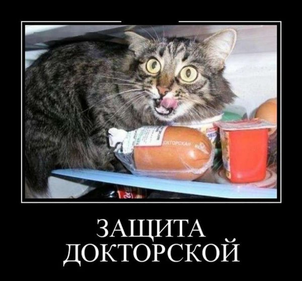 Защитил докторскую кот