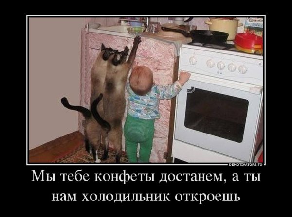 Демотиваторы дети и кот