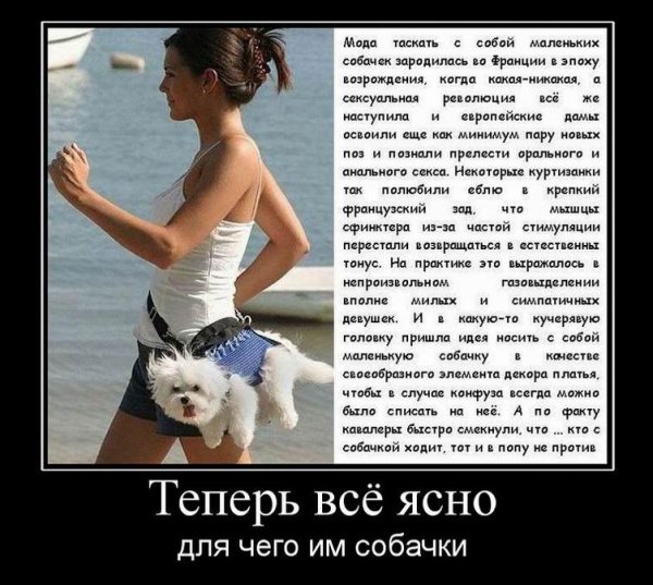 Маленький анекдот про собаку