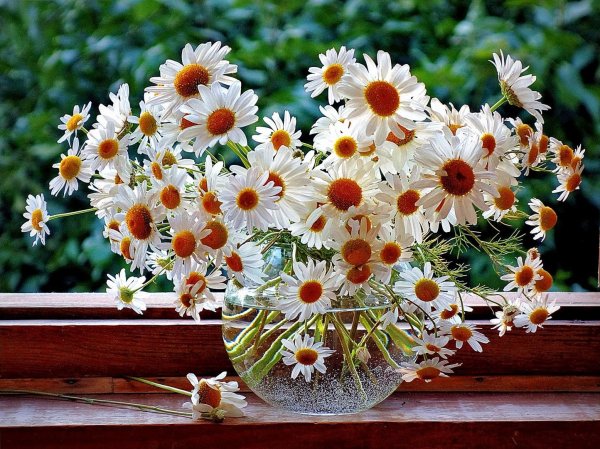 Ромашка цветы