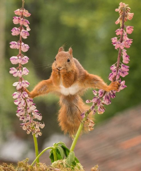 Жан Клод Ван белк