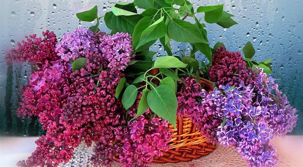 Букет сирени