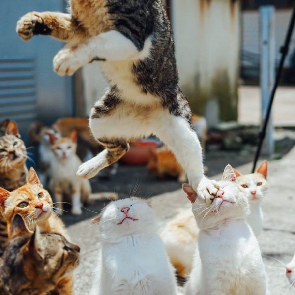 Позитивный котик