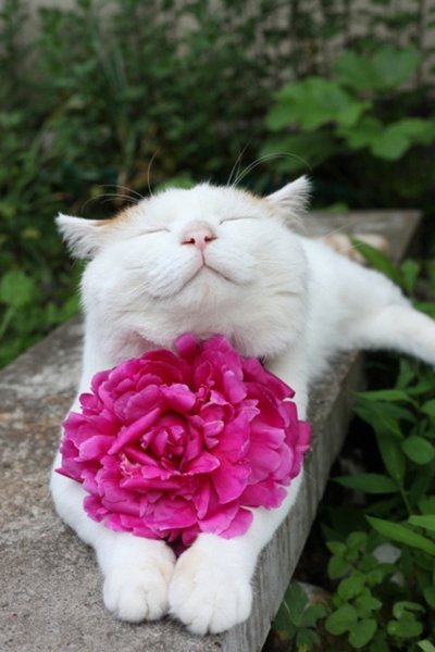 Японский кот Широнеко