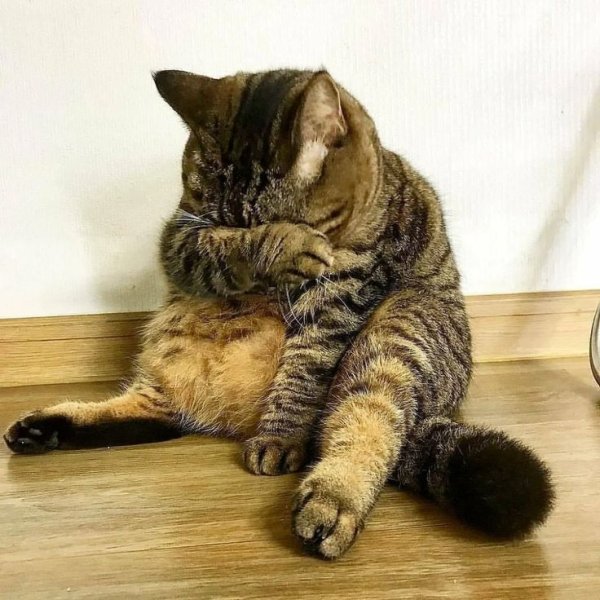 Кот обиделся