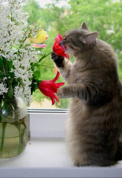Кот и цветы