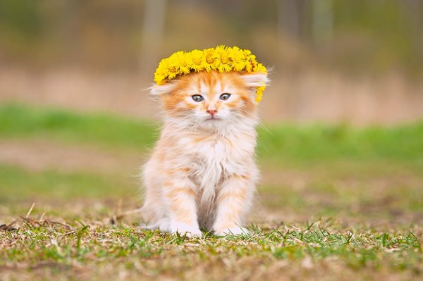 Милые рыжие котики