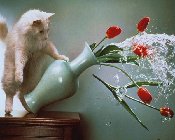 Кот роняет вазу