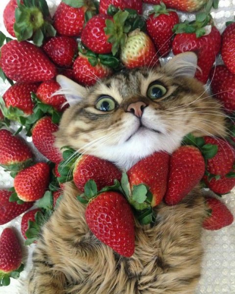 Кошка и клубника