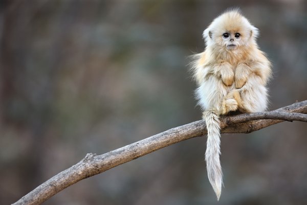 Бирманская курносая обезьяна