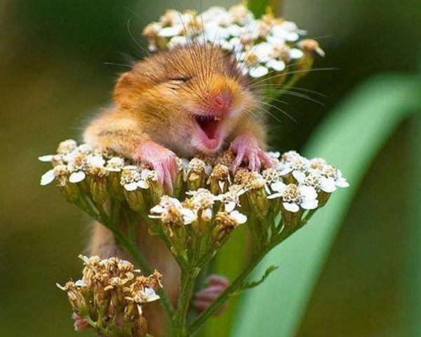 Хомяк в цветах