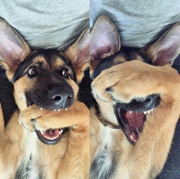 Две смешные собаки