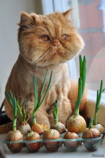 Позитивчик для поднятия настроения