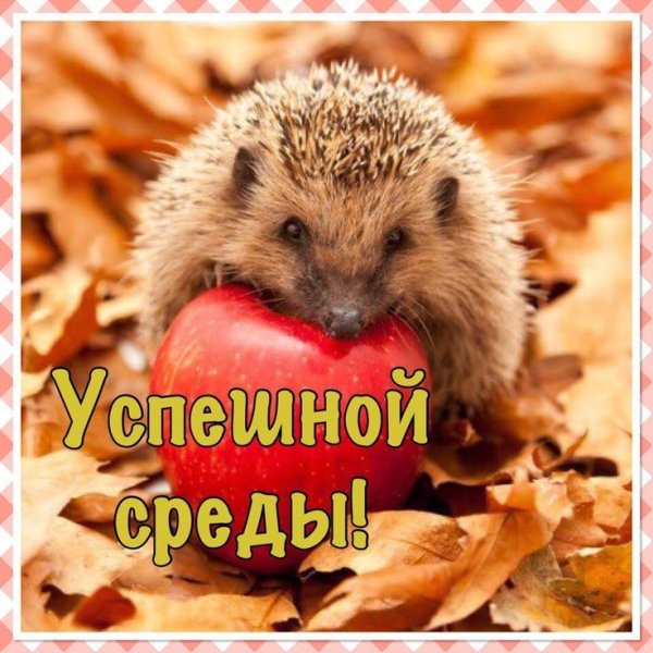 Открытки с добрым утром среды