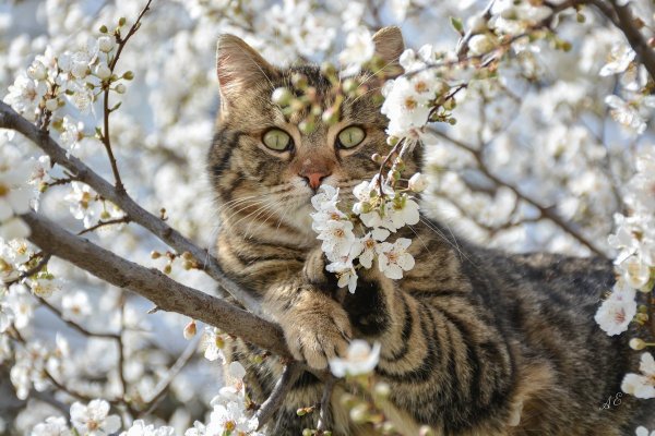 Котики весной