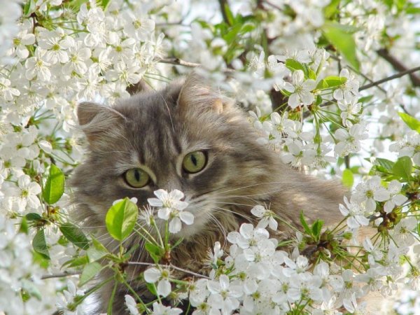 Весна и котики