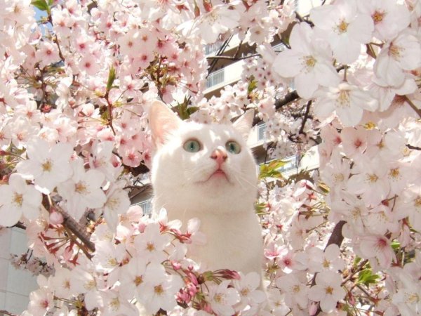 Кот на Сакуре