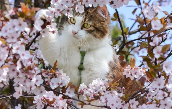 Весна и котики