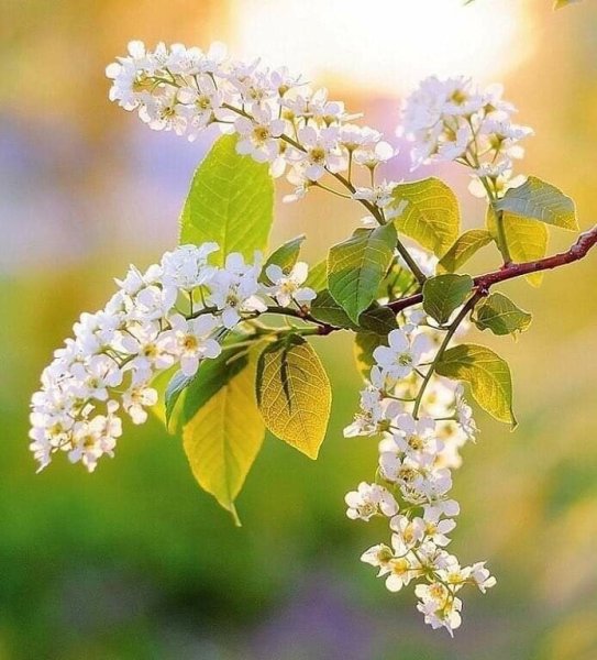 Котенки и цветы