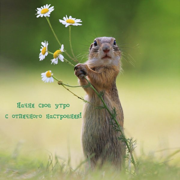 Суслики смешные