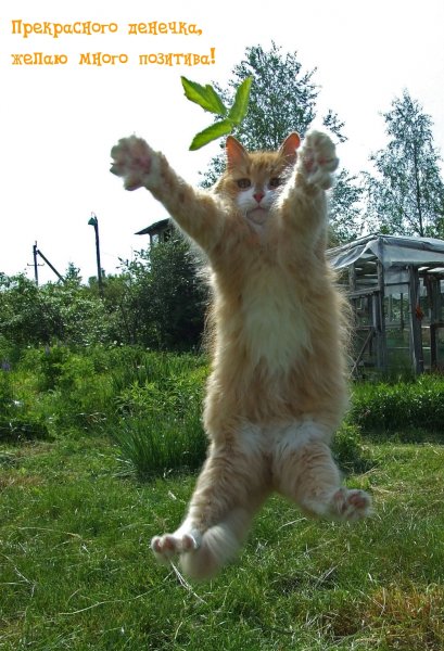 Прикольные для поднятия настроения