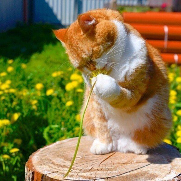 Позитивный котик