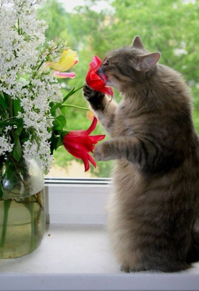 Света и коты