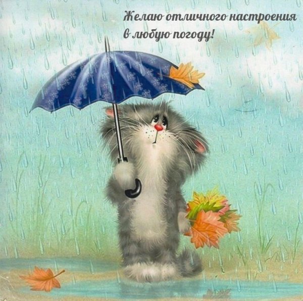 Котик под зонтиком