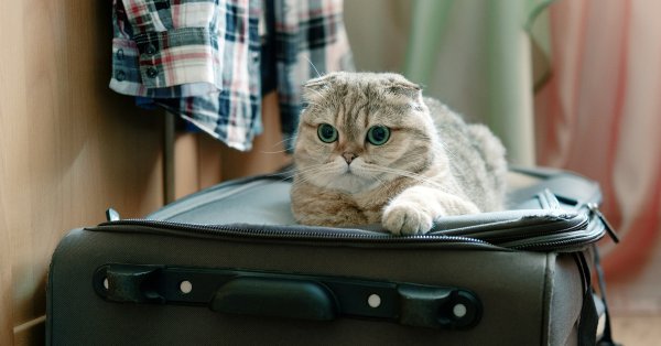 Чемодан на песке