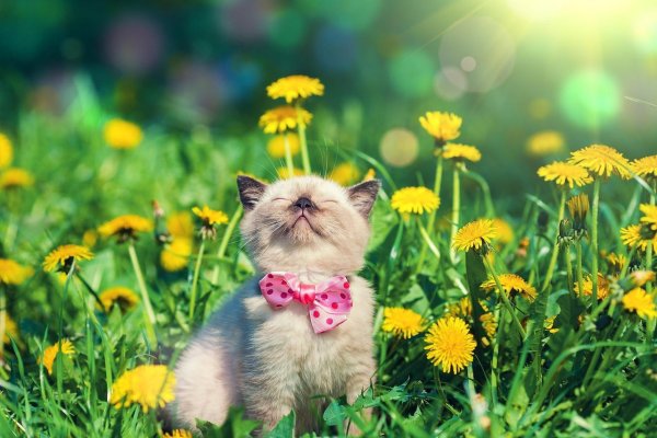 Кот лето