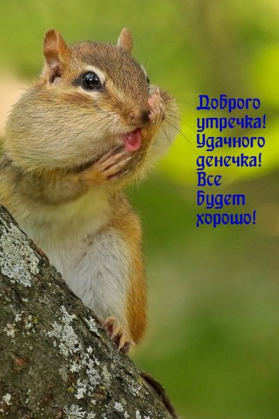 Позитивные картины для поднятия настроения