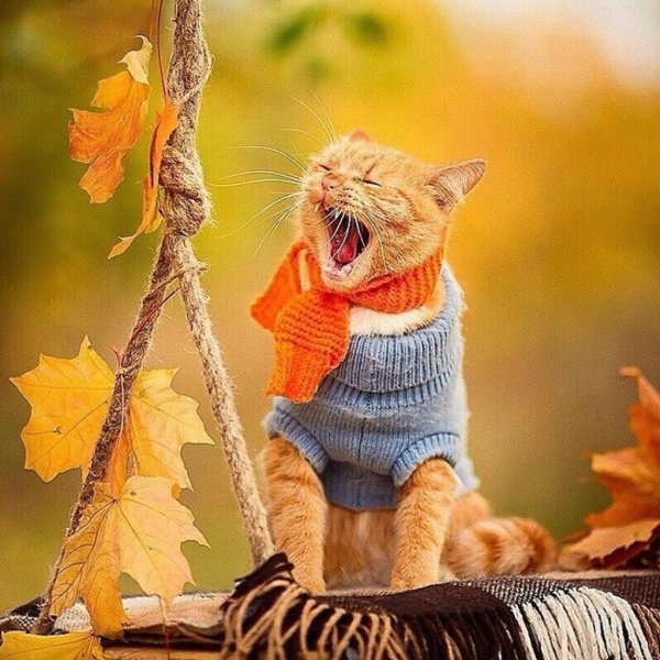 Осенний кот