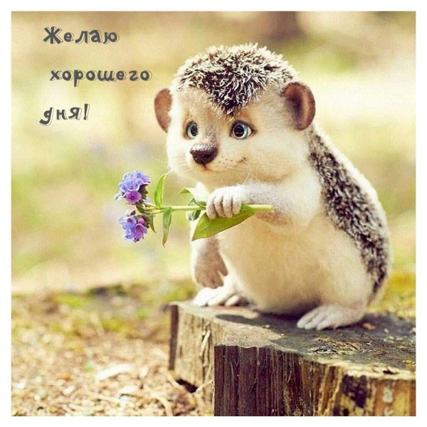 Красивые позитивные картинки для поднятия настроения