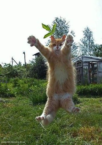 Прикольные для поднятия настроения