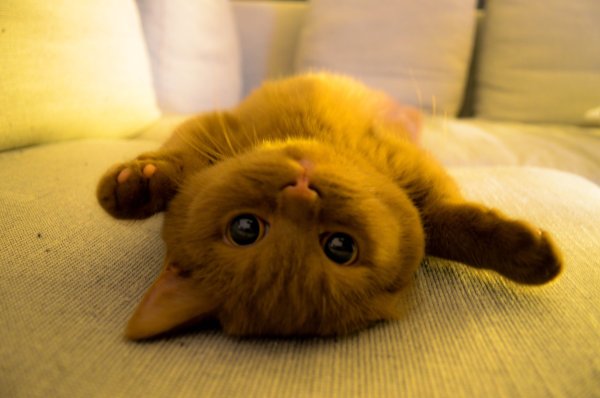 Котики мимими