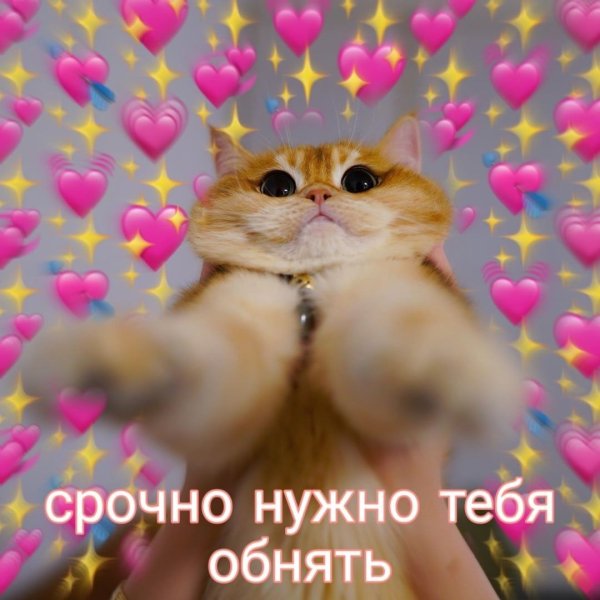 Милые мемы